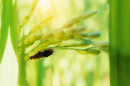Worm eating a rice in the field at sunrise.の写真素材