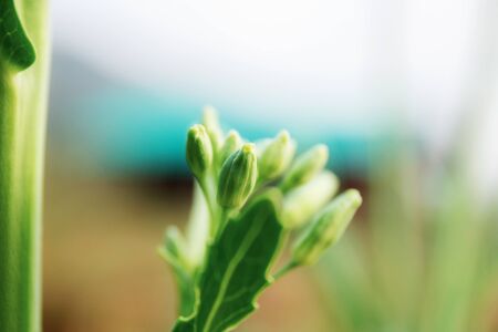 Blooming of kale on plantation with sunlight in farm.の写真素材