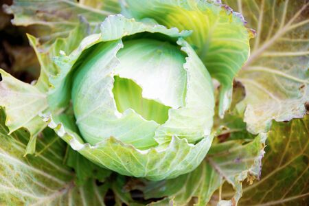Cabbage of dries leaves on plantation with sunlight in farm.の写真素材
