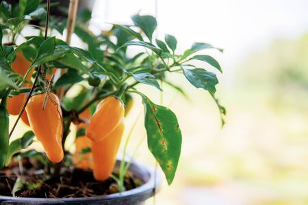Chili of ripe on tree and colorful in farm.の写真素材