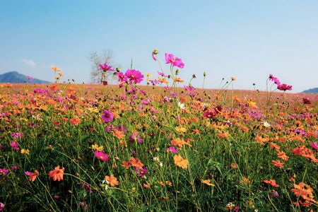 Colorful of cosmos in field with the blue sky.の写真素材
