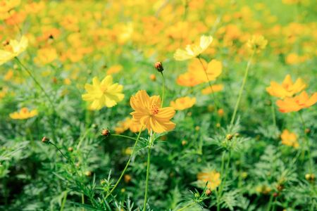 Yellow cosmos with the color background.の写真素材
