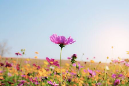 Colorful of cosmos in field with the sunlight.の写真素材