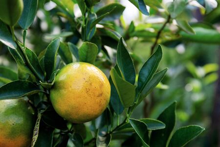 Orange on tree in farm with the green background.の写真素材