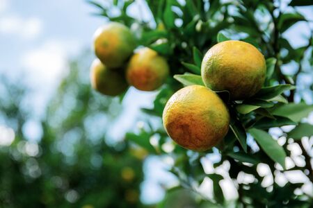 Orange on tree in farm with the blue sky.の写真素材