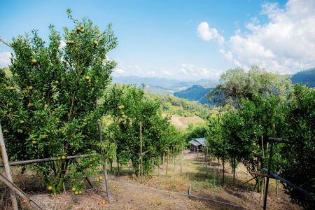 Orange tree in farm with the blue sky background.の写真素材