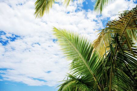 Palm leaves at sea with the sky.の写真素材
