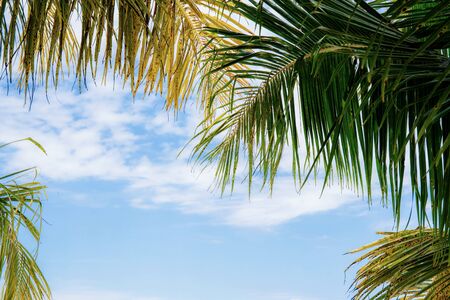 Palm leaves with the sky at sunlight.の写真素材