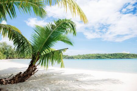 Palm leaves on sand at sea with the sky.
