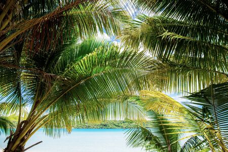 Palm leaves at sea with the sky background.の写真素材