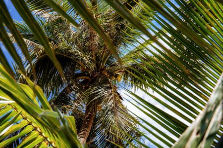 Palm tree at sunlight with the blue sky background.の写真素材