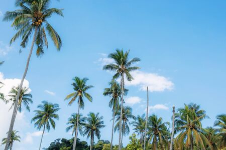 Palm tree in summer with the blue sky.の写真素材
