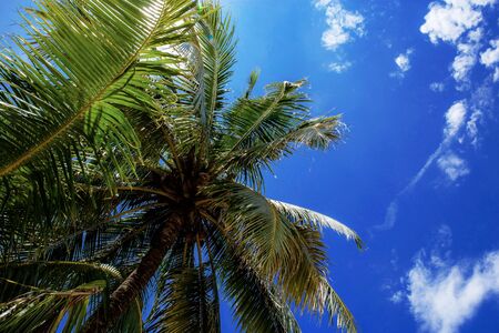 Palm tree with the sunlight at blue sky in summer.の写真素材
