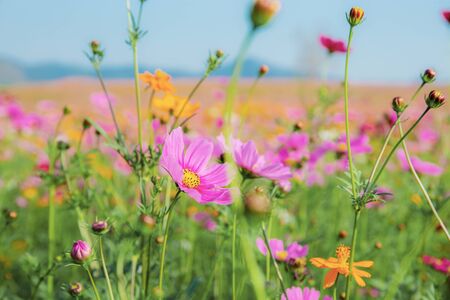 Purple cosmos in field with the sky background.の写真素材
