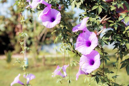 Purple flower on fence in park with the sunlight.の写真素材