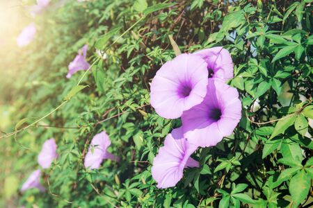 Purple flower in park with sunlight on fence.の写真素材