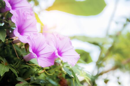 Purple flower in park with sunlight at the sky.の写真素材