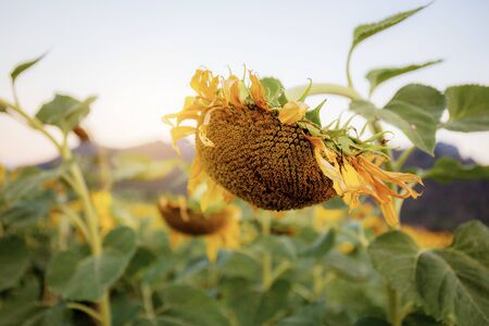 Sunflower in field with the sunlight at sky.の写真素材