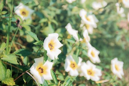 White flower in park with the sunlight.の写真素材