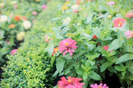Zinnia flower in garden with the sunrise.の写真素材