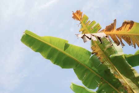 Banana leaves on tree with the blue sky at sunlight.の写真素材