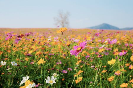 Cosmos in field with the colorful at sky.の写真素材