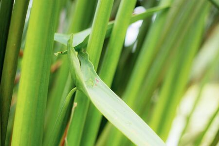 Leaves of plant in park with the sunrise.の写真素材