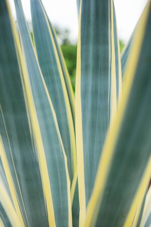 Leaves plant in garden with the texture background.の写真素材