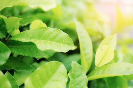Green of leaves with the sunrise.の写真素材