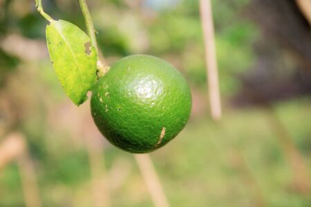 Lemon on tree at sunlight in summer.の写真素材