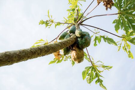 Papaya on tree with the blue sky at sunlight.の写真素材