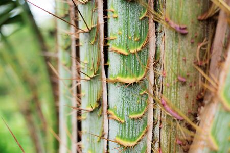 Spike of thorn on tree in park with the texture.の写真素材