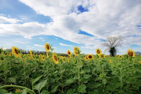 Sunflower in field with the cloud at sky.の写真素材