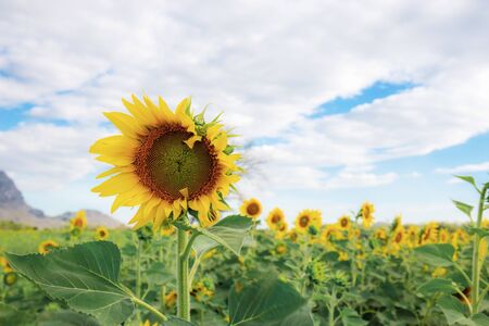 Sunflower in field with the cloud at sunlight.の写真素材