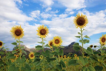 Sunflower in field with the blue sky.の写真素材
