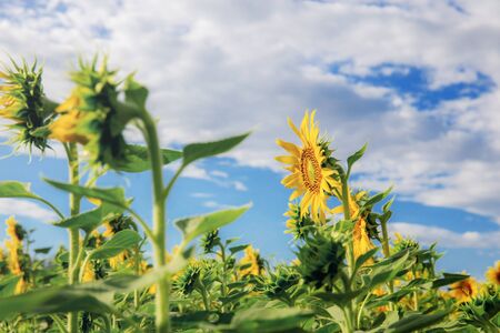 Sunflower of growing with blue sky at sunrise.の写真素材