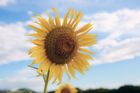 Sunflower with the blue sky in summer.の写真素材