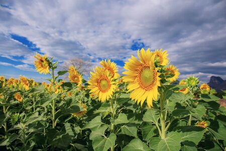 Sunflower with the cloud on blue sky at sunset.の写真素材