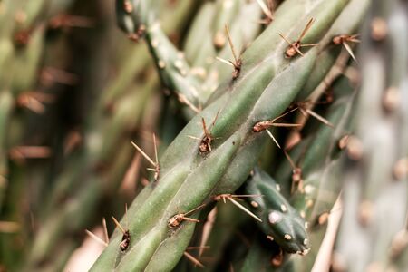 Cactus of sharpness with texture at sunlight.の写真素材