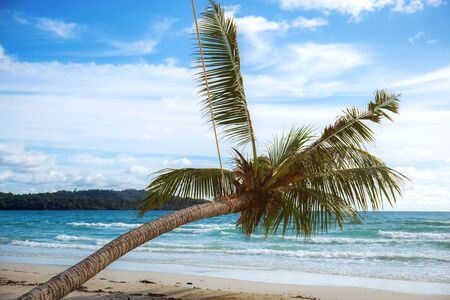 Coconut tree on beach with the blue sky.の写真素材