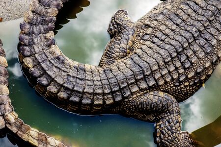 Crocodile in pond of farm with texture background.の写真素材