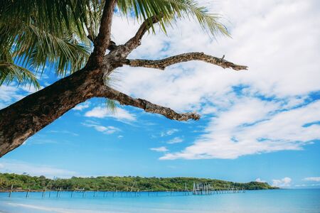 Dry tree on beach with beautiful at the sky.の写真素材