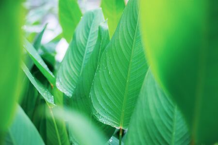 Green leaves of plant in park with background.の写真素材