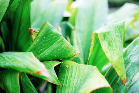 Leaves plant in park with the sunlight.の写真素材