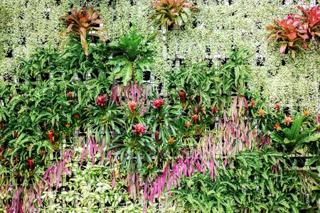 Many flower of decoration in park with background.の写真素材