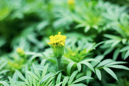 Marigold flower of young in park with the sunlight.の写真素材
