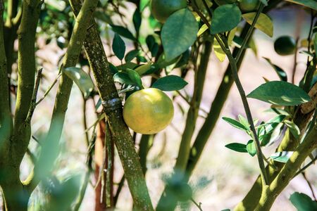 Orange of ripe on tree with sunlight in farm.の写真素材