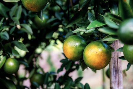 Orange of ripe on tree in farm with sunlight of Thailand.の写真素材
