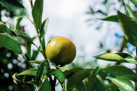 Orange on tree in farm at countryside of Thailand.の写真素材
