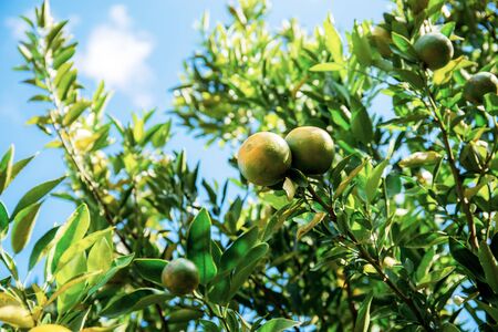 Orange of ripe on tree with sunlight at blue sky.の写真素材